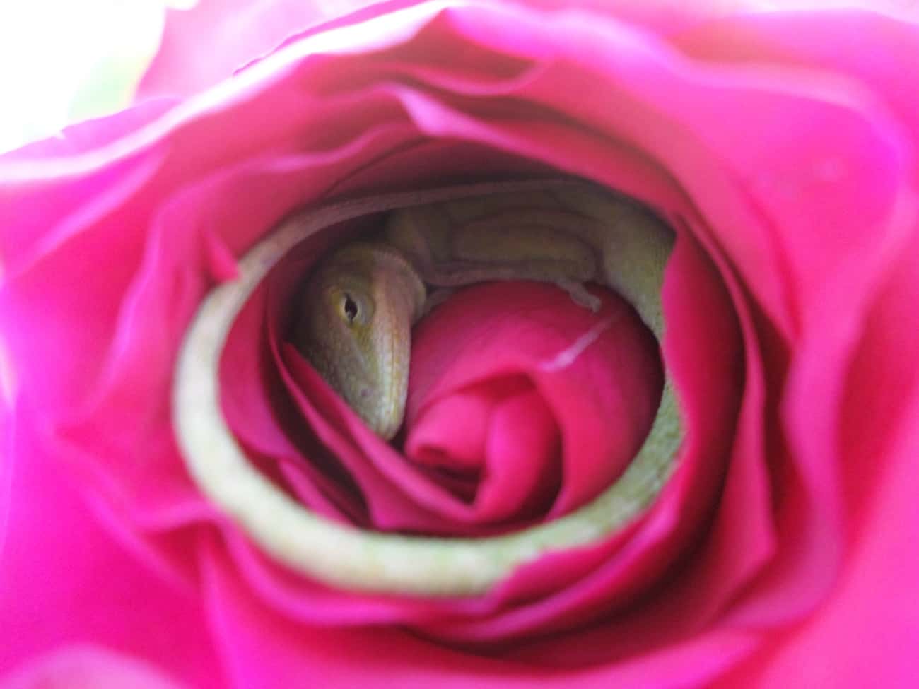 This Baby Lizard Sleeping In A Rose