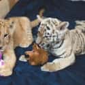They Have Favorite Stuffed Toys on Random Cutest Pictures of Big Cats Acting Like House Cats