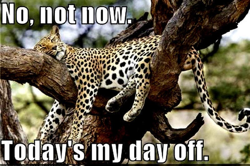 The 30+ Cutest Pictures of Big Cats You'll Ever See (Page 3)