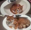 Jacuzzi Kitty Has Grown Into a Perfect Fit on Random Animals Who Don't Know How Big They've Gotten