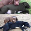 These Best Friends Will Always Be Each Other's Rocks on Random Animals Who Don't Know How Big They've Gotten