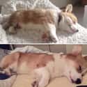 This Cutie Pie Corgi Insists It's Time to Upgrade to Your Bed on Random Animals Who Don't Know How Big They've Gotten