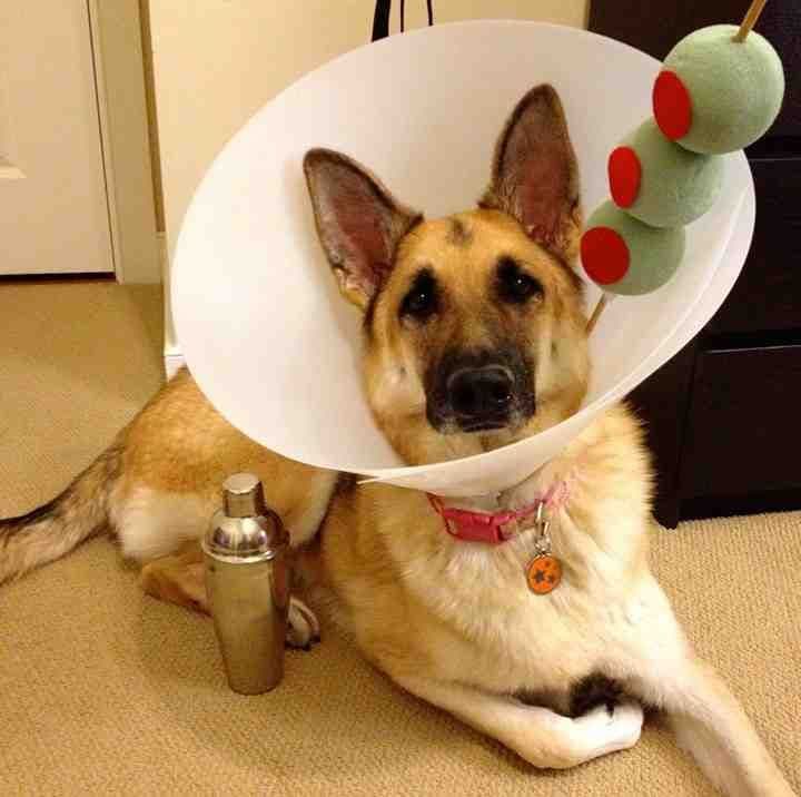 32 Animals Making the Most of Their Cones of Shame