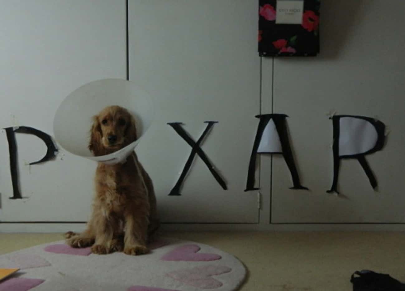This Pup Proudly Channels The Pixar Lamp