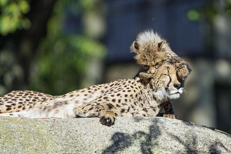 20 мам животных, которым надоели их дети