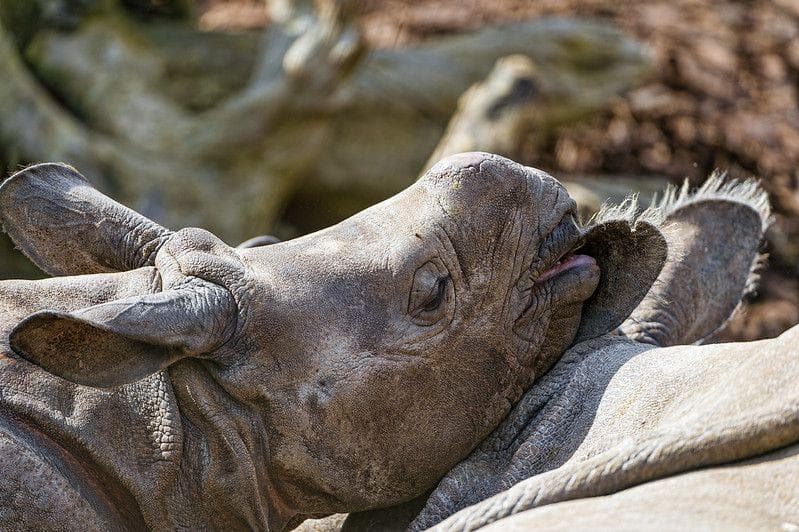 20 мам животных, которым надоели их дети