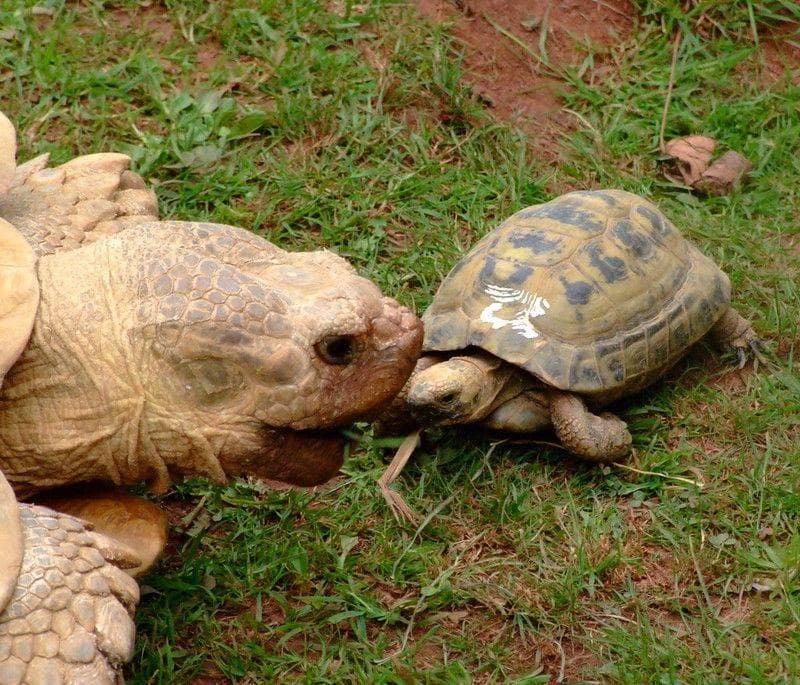 дети животных