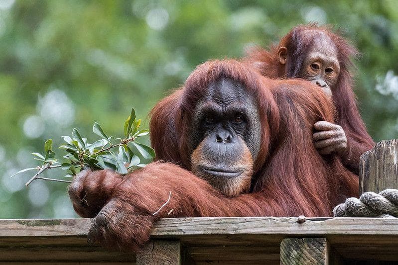 20 мам животных, которым надоели их дети