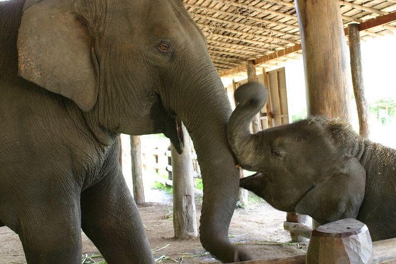 20 мам животных, которым надоели их дети