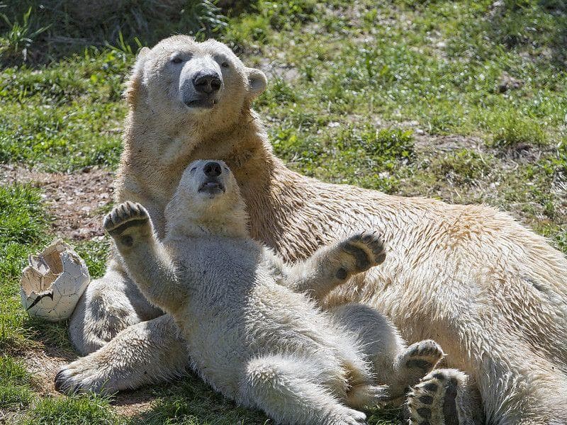 20 мам животных, которым надоели их дети