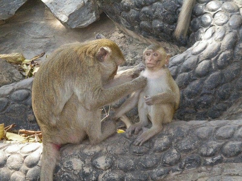 20 мам животных, которым надоели их дети