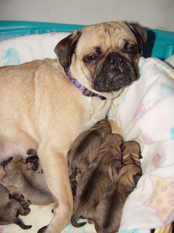 20 Animal Moms Who Have Had Enough Of Their Children