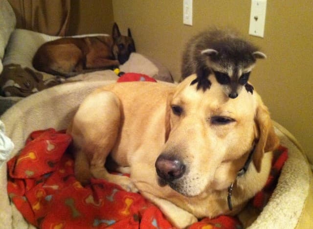 25 Animal Moms Who Have Had Enough Of Their Children - Cool Dump