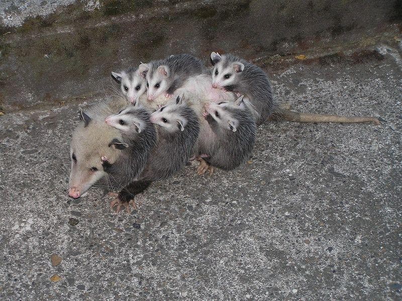 20 мам животных, которым надоели их дети