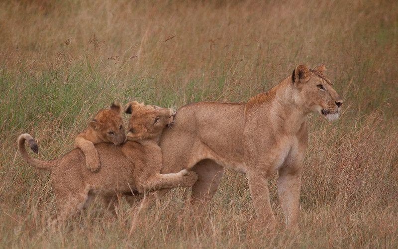 20 мам животных, которым надоели их дети