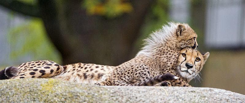 дети животных