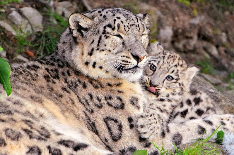 20 мам животных, которым надоели их дети