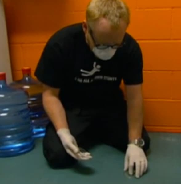 mythbusters 5 second rule