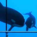 Depression Can Keep Orca Moms From Nursing on Random Things You Should Know About SeaWorld