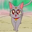 Diana on Random Greatest Cats in Cartoons & Comics