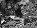 British Rescue Dog Rip After An Air Raid, 1941 on Random Old School Pictures from World War 2