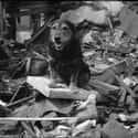 British Rescue Dog Rip After An Air Raid, 1941 on Random Old School Pictures from World War 2