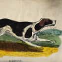 He Helped Create the American Foxhound Breed on Random Things You Didn't Know About George Washington