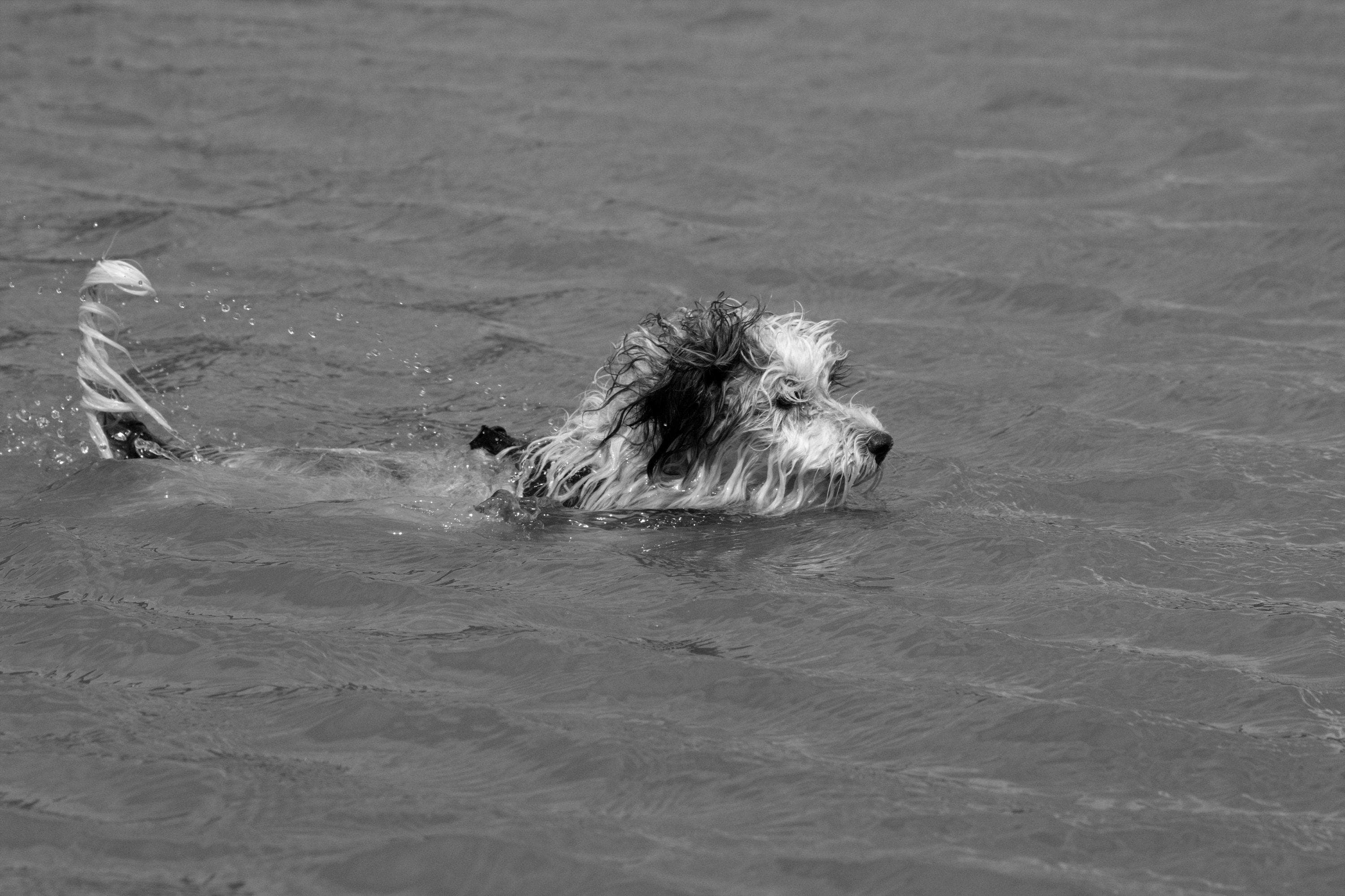 Three Dogs Made It Onto The Lifeboats