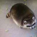 Chubby Trash Panda on Random Fattest Animals in Internet History