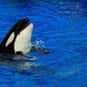 Orca is listed (or ranked) 37 on the list The Best Animal Performances in Film History