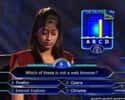 It Hurts That She Even Had To Ask on Random Greatest 'Who Wants To Be A Millionaire' FAILs