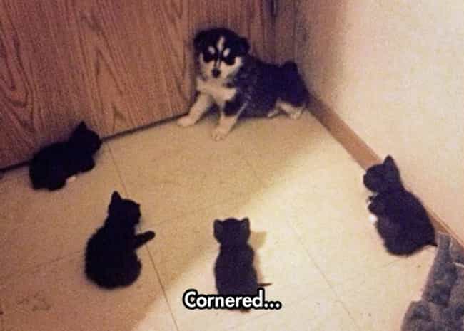 Kucing Melawan Anjing Mana Yang Menang Lihat 10 Foto Ini
