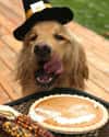 This Adorable Pilgrim With His Eyes On The Prize on Random Dogs Who Ruined Thanksgiving