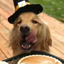 This Adorable Pilgrim With His Eyes On The Prize on Random Dogs Who Ruined Thanksgiving
