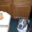 This Shameless Pumpkin Bread Lover on Random Dogs Who Ruined Thanksgiving