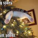 There's No Shame in Asking for Help with Obstacles in the Line of Duty on Random Cats Who've Had It With the Christmas Tree
