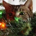 Soon. on Random Cats Who've Had It With the Christmas Tree