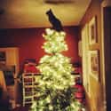"You Said There Was Supposed to Be an Angel on Top. You're Welcome." on Random Cats Who've Had It With the Christmas Tree