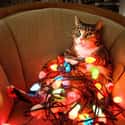 If Things Go Wrong, Claim to Have Followed the Tree's Lead and Decorated Yourself on Random Cats Who've Had It With the Christmas Tree