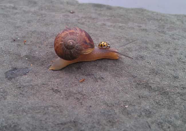 A Lady Bug Riding a Snail