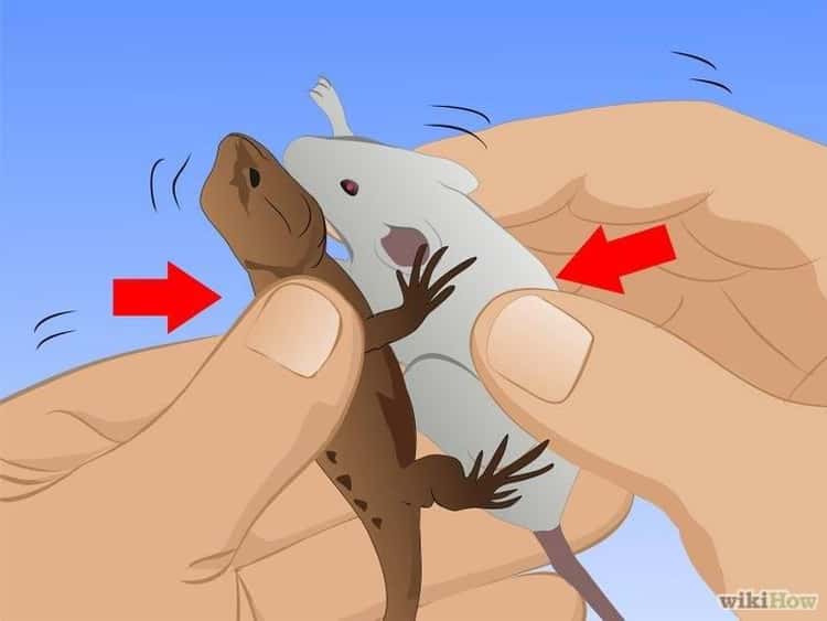 3 Ways to Catch a Lizard without Using Your Hands - wikiHow