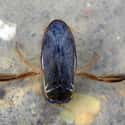 Water Boatman, Master of the Highlands on Random Real Animals That Literally Have Superpowers