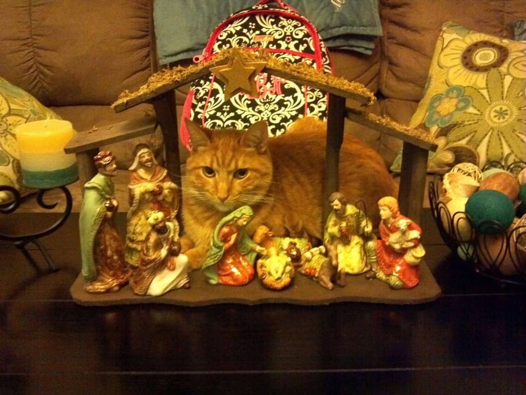 Random Cats Crashing Nativity Scenes