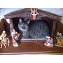 'What? Mary's Running Late, I'm Just Keeping Her Seat Warm.' on Random Cats Crashing Nativity Scenes
