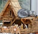 'It's Cool. I'll Take The Top Bunk.' on Random Cats Crashing Nativity Scenes