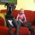 Best. Babysitters. Ever. on Random Joys of Dog Ownership That Only Dog Owners Will Understand