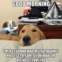 There's No Better Alarm Clock in the World Than a Happy Tail Against a Dresser on Random Joys of Dog Ownership That Only Dog Owners Will Understand