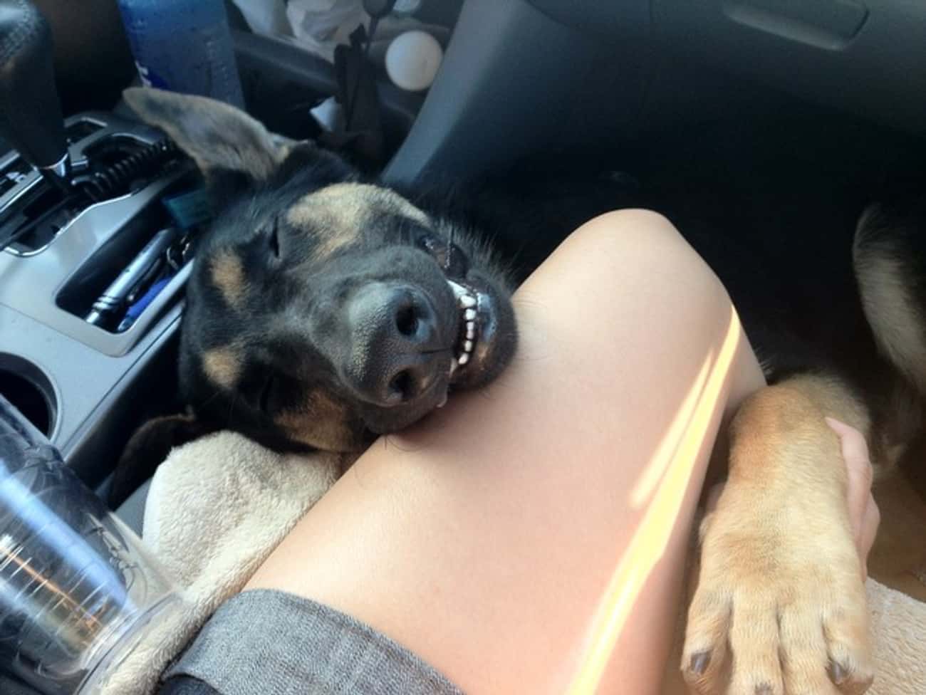 Собака спит в машине