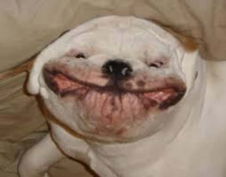 funny animal smile pictures