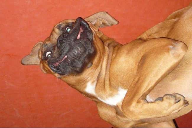 Creepy Dog Smiles | Photos of Weird Dogs Making Weird Faces